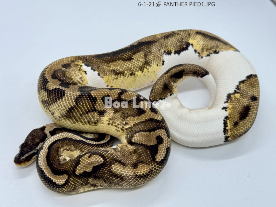 PANTHER PIED